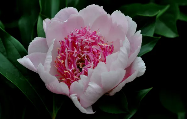 Picture flower, leaves, petals, Bud, peony