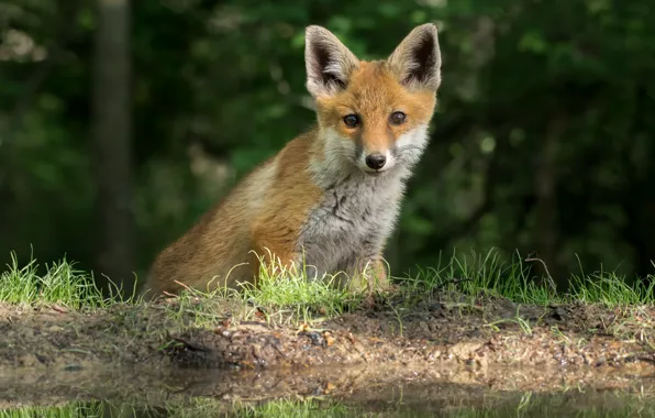 Picture Fox, look, Fox