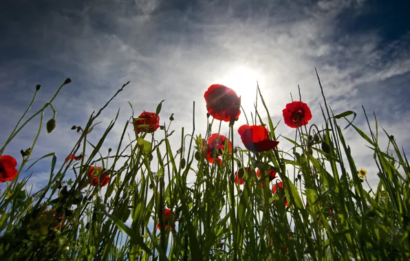 Picture greens, summer, the sky, grass, the sun, clouds, light, flowers
