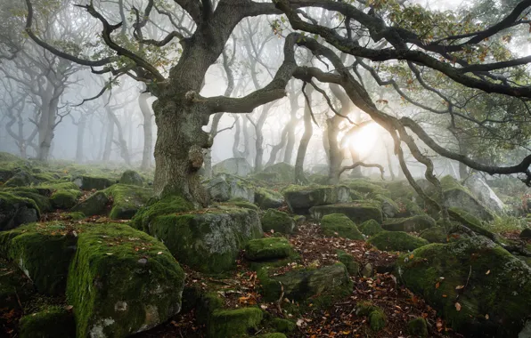 Stones, moss, Derbyshire, Peak District