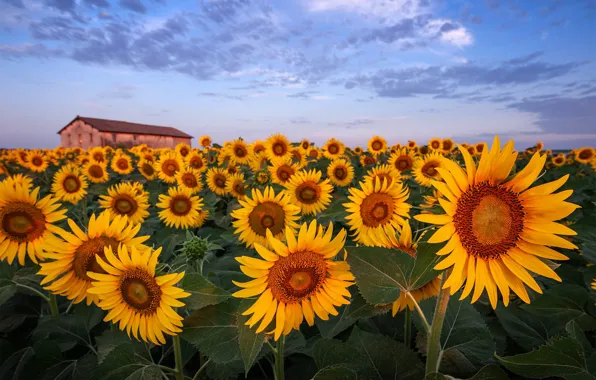 Field, clouds, sunflowers, flowers, yellow, home, a lot, sunflower