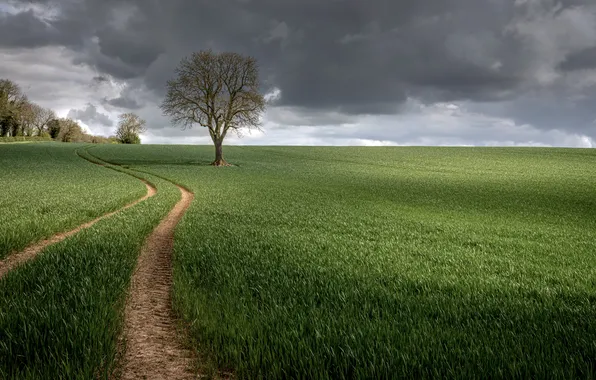 Picture road, field, summer, trees
