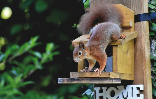 Nature, animal, protein, house, animal, rodent, feeder