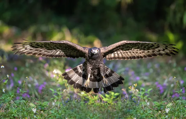 Picture flight, bird, glade