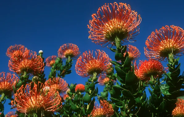 Picture the sky, leaves, plant, petals, exotic