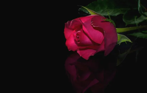 Flower, rose, black background