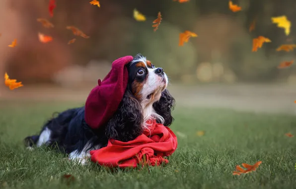 Autumn, leaves, red, nature, pose, Park, glade, foliage