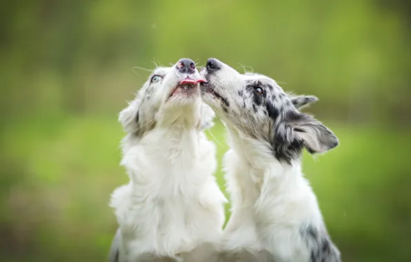 Dogs, background, friends