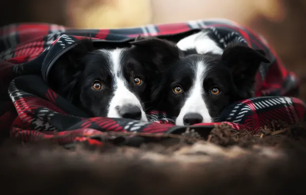 Autumn, dogs, look, comfort, heat, two, portrait, pair