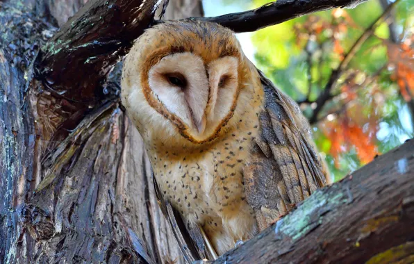 Owl, bird, portrait, the barn owl