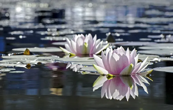 Picture leaves, water, flowers, nature, water Lily