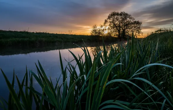 Picture grass, trees, sunset, shore, pond