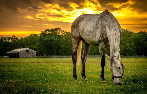 Picture sunset, horse, the evening, meadow