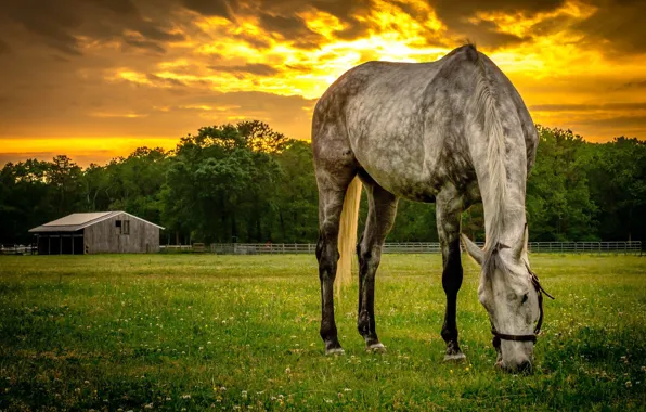 Sunset, horse, the evening, meadow