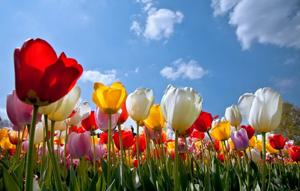 Clouds, flowers, tulips