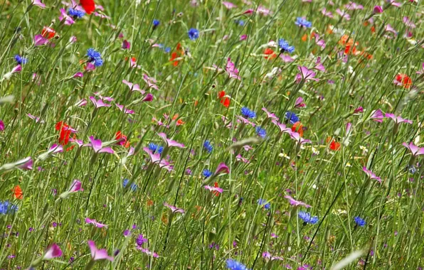 Field, grass, flowers, meadow