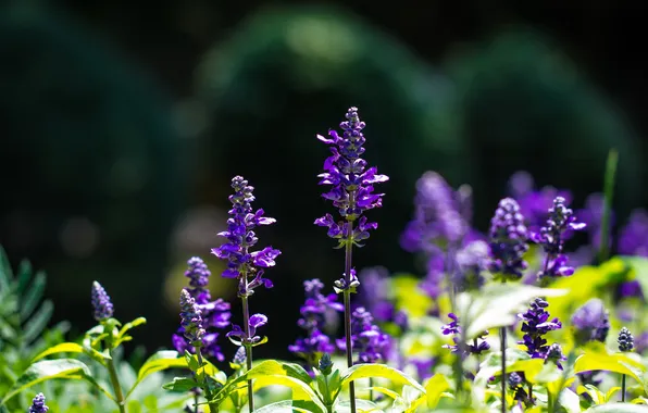 Picture flowers, trunk, flowering, sage