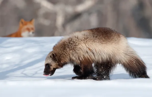 Winter, snow, animal, Fox, Wolverine, Kamchatka