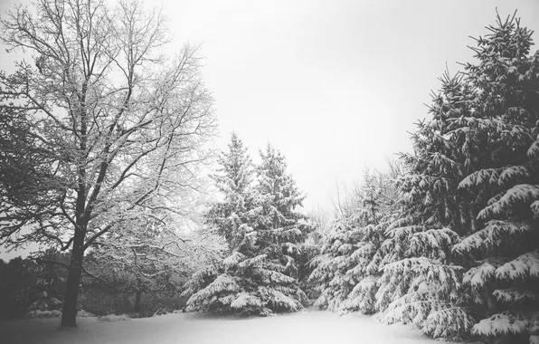 Picture winter, snow, trees, tree
