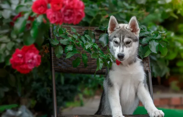 Picture roses, chair, puppy, husky
