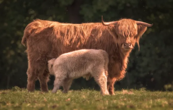 Glade, cow, wool, baby, red, cub, mother, hairy
