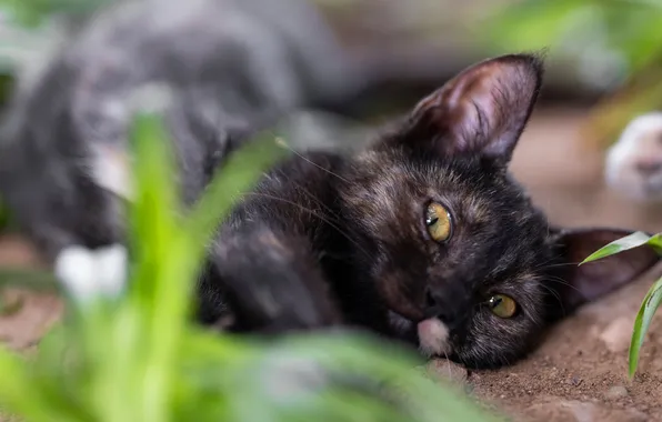 Cat, cat, look, pose, kitty, face