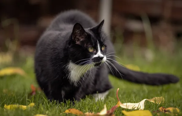 Picture cat, black, lawn