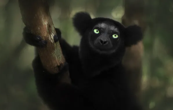 Picture look, face, trees, black, lemur, green eyes, bokeh