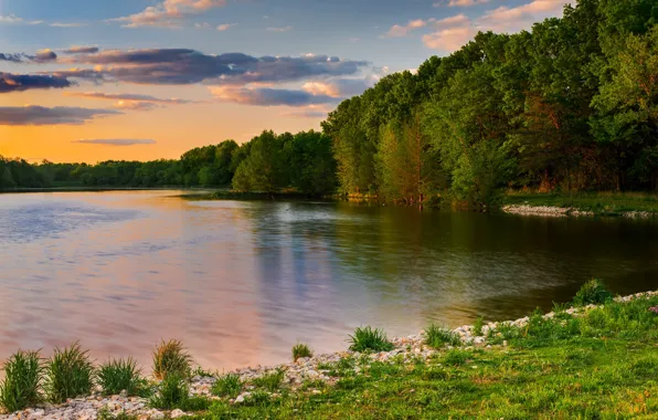Forest, summer, grass, trees, shore, pond