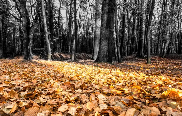 Forest, leaves, nature