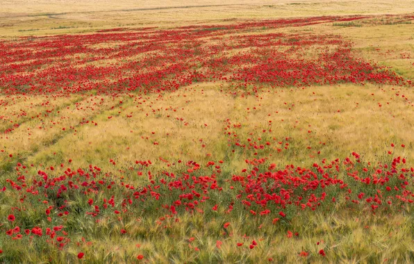 Field, summer, landscape, flowers, nature, Maki, meadow, red