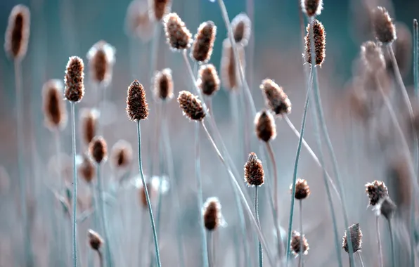 Picture grass, macro, plant