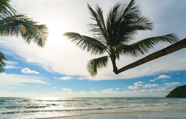 Sand, sea, beach, summer, the sky, palm trees, summer, beach