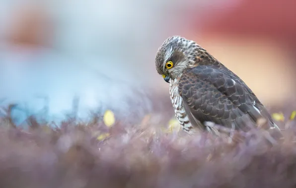 Picture grass, nature, bird, predator, bokeh, Sparrowhawk