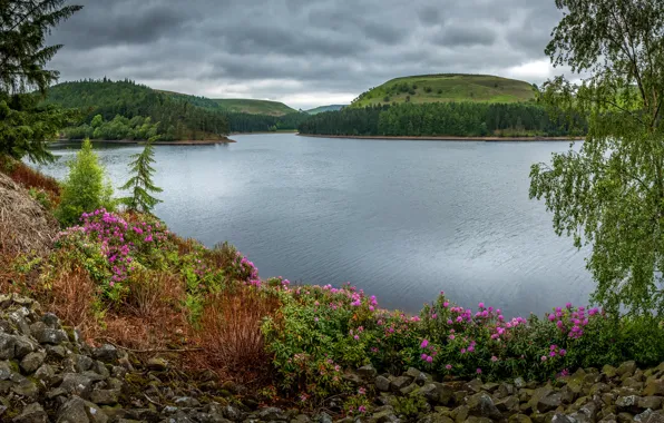 Summer, trees, flowers, mountains, stones, hills, shore, spring
