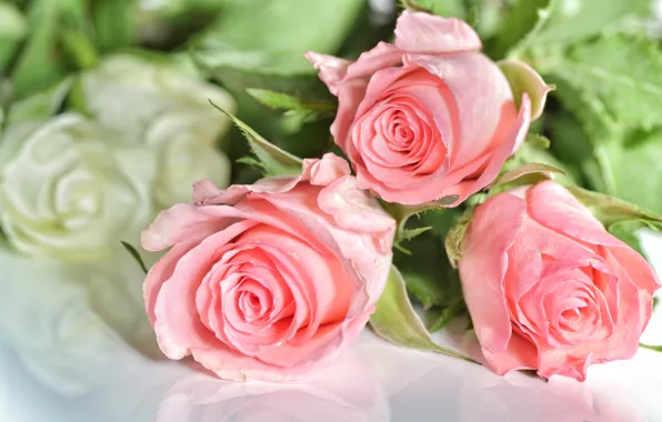Picture photo, Flowers, Three, Pink, Roses