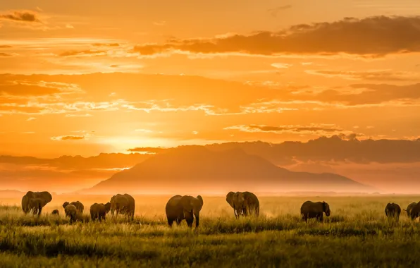 Light, mountains, Africa, elephants