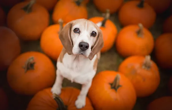 Picture dog, pumpkin, Beagle