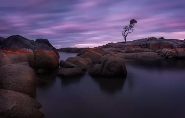 Picture trees, twilight, boulders