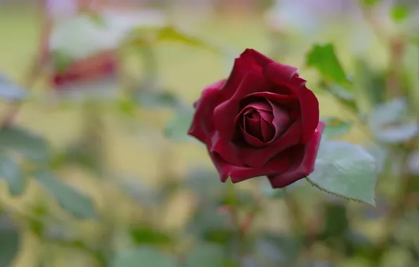 Flower, leaves, rose, blur, Bud, red, blur, bokeh