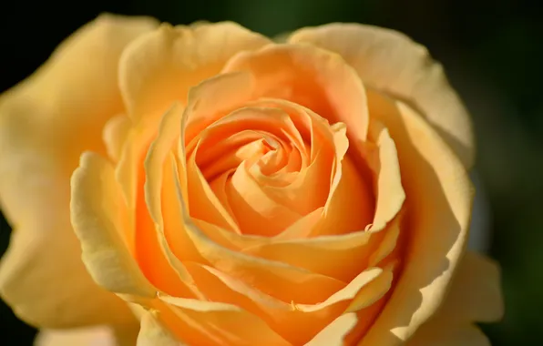 Flower, macro, rose, yellow