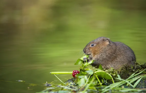 Picture berries, shore, mouse, pond, rat, water, the water rat, water vole