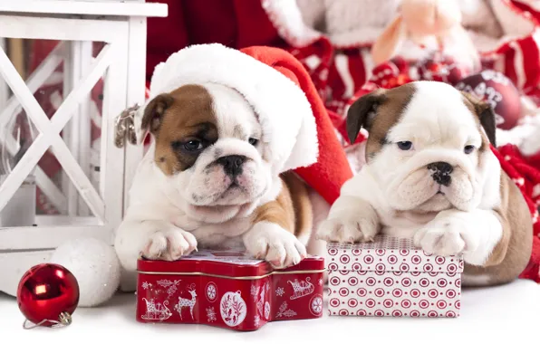 Picture dogs, gift, toy, ball, puppies, cap, box, English bulldog