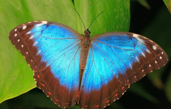 Picture leaves, blue, butterfly