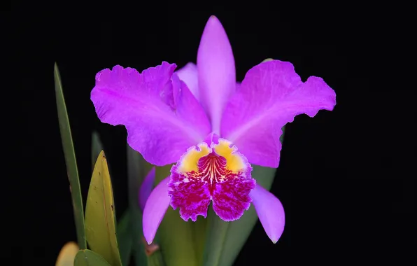 Picture flower, background, petals, Orchid