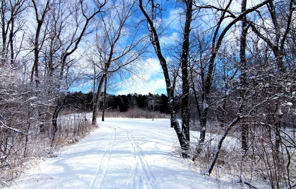 Picture winter, forest, the sky, snow, trees, traces