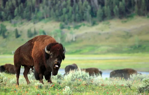 Picture field, nature, bison
