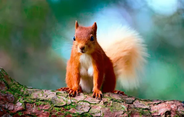 Background, tree, protein, bark