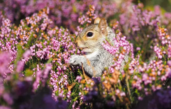 Picture protein, rodent, Heather, pet