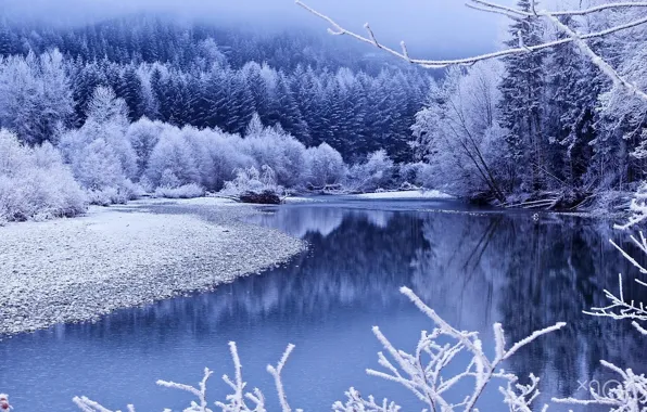 Winter, snow, trees, lake, winter, lake, snow, tree